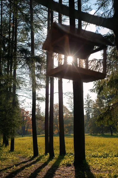 Kuş yuvası kozalaklı ormanda sonbahar güneşinin altında asılı duruyor. Yüksek kalite fotoğraf