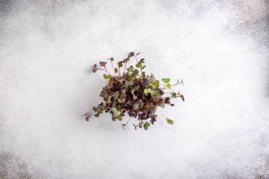 Mikroçimler - turp tohumları, evde tohum filizlenmesi, filizlenmiş turp tohumları. Vejetaryen, vejetaryen ve sağlıklı beslenme konsepti. Bahçe işleri konsepti. Üst görünüm, alanı kopyala.