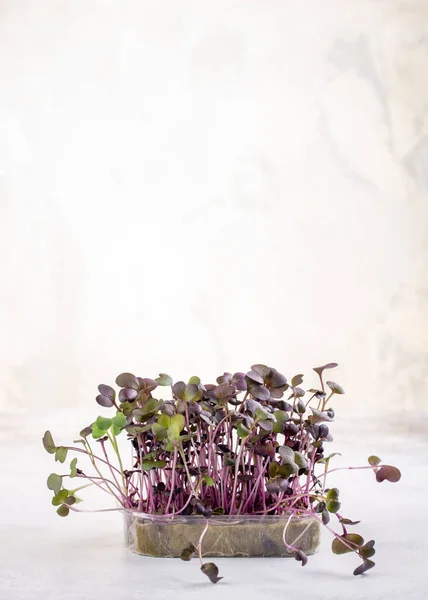 Microgreens Mudas Rabanete Germinação Sementes Casa Sementes Rabanete Brotadas Vegan — Fotografia de Stock