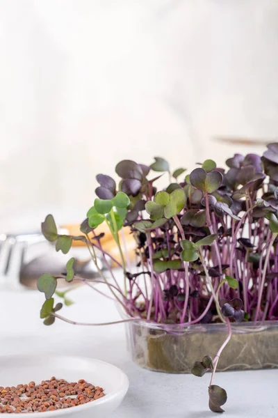 Microgreens Mudas Rabanete Germinação Sementes Casa Sementes Rabanete Brotadas Vegan — Fotografia de Stock