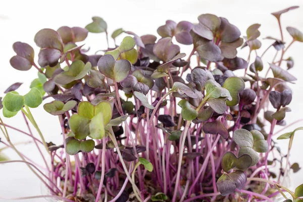 Microgreens Σπορόφυτα Ραπάνια Βλαστική Ικανότητα Σπόρων Στο Σπίτι Βλαστοί Σπόροι — Φωτογραφία Αρχείου