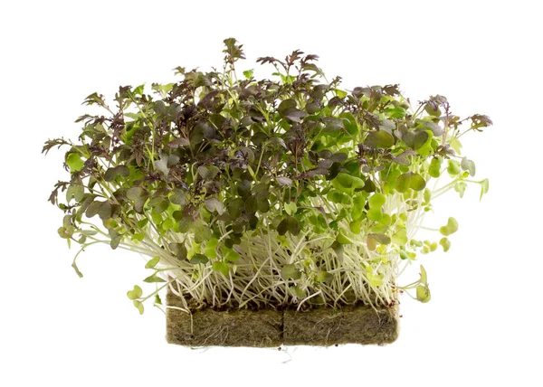 Μικροπράσινα Σπορόφυτα Μουστάρδας Βλάστηση Σπόρων Στο Σπίτι Σπόροι Μουστάρδας Φύτρο — Φωτογραφία Αρχείου