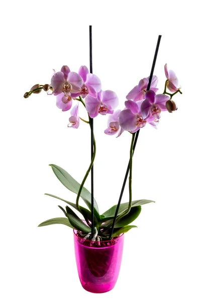Kwiat Orchidei Kwitnącej Fioletowy Falaenopsis Różowym Garnku Izolowane Białym Tle — Zdjęcie stockowe
