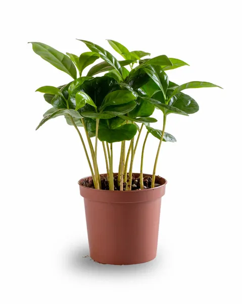 Coffee Arabica Plastic Flower Pot Potted Plant Isolated White — Stock Photo, Image