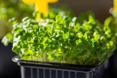 Mikroçimler. Genç roka fideleri, evde tohum filizlenmesi, siyah demlikte roka tohumları. Vejetaryen, vejetaryen ve sağlıklı beslenme konsepti. Bahçe konsepti.