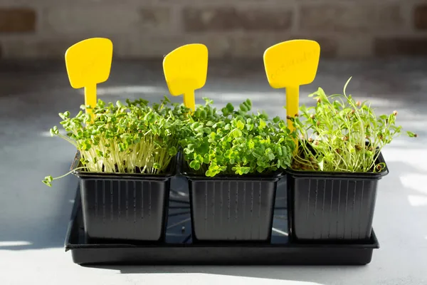 Mikrogreens Sprouted Ketumbar Arugula Dan Biji Rutaperis Dalam Pot Hitam — Stok Foto