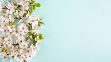 Bahar arka planı. Mavi arka planda kiraz çiçekleri. Üst Manzara. Boşluğu kopyala.