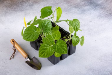 Cape bektaşi üzümü (Physalis peruviana). Tencerelerde Physalis filizleri var. Bahar tohumları. Bahçe konsepti, ilkbahar