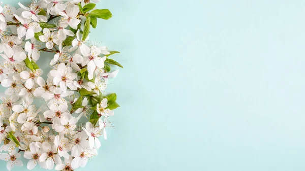 Bahar Arka Planı Mavi Arka Planda Kiraz Çiçekleri Üst Manzara — Stok fotoğraf