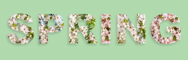 Word Spring Mit Schrift Aus Kirschblütenblumen Auf Hellgrünem Hintergrund Natürliche — Stockfoto