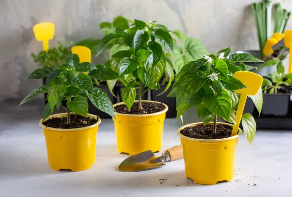 Fiatal Cserepes Borsos Növények Tavaszi Palánták Kertészeti Koncepció Tavasz — Stock Fotó
