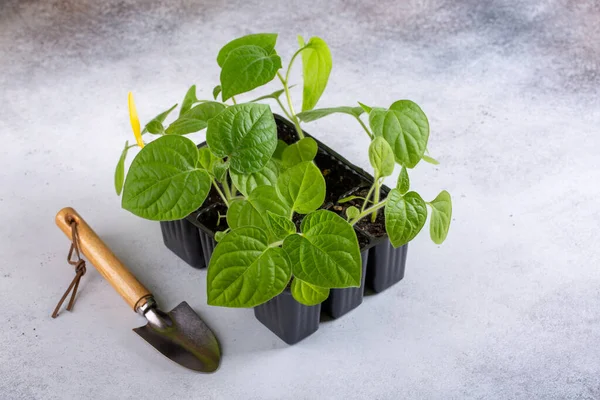 Cape bektaşi üzümü (Physalis peruviana). Tencerelerde Physalis filizleri var. Bahar tohumları. Bahçe konsepti, ilkbahar