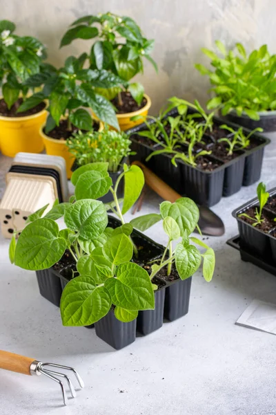 グーズベリー岬 Physalis Peruviana ポットの中に物理的な芽 春の苗 春の庭のコンセプト — ストック写真