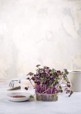 Mikroçimler - turp tohumları, evde tohum filizlenmesi, filizlenmiş turp tohumları. Vejetaryen, vejetaryen ve sağlıklı beslenme konsepti. Bahçe işleri konsepti. Boşluğu kopyala.