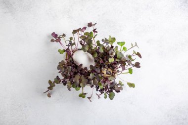 Çimlerin üzerinde tavuk yumurtası ve bıldırcın yumurtası var. Mutlu Paskalyalar. Üst görünüm, alanı kopyala.