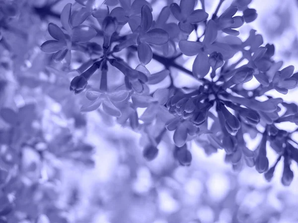Lilac Květiny Jarní Květinové Pozadí Rozumím Tónování Barvě Roku 2022 — Stock fotografie