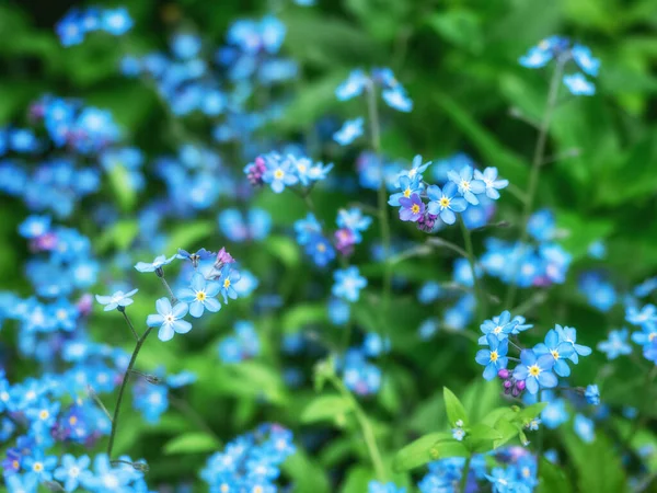 Blue Forget Flowers Myosotis Scorpion Grasses Blooming Meadow Nature Background — Stockfoto