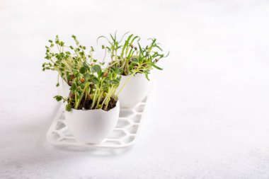 Daikon radish, rutabaga and  coriander sprouts in egg shells on white background. Easter decoration. Gardening concept. Concept of beginning of life. Copy space.