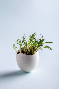 Coriander sprouts in egg shells on blue background. Easter decoration. Gardening concept. Concept of beginning of life. Copy space.