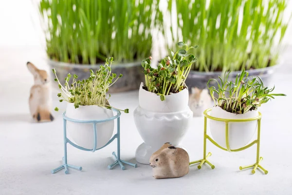 Daikon Radish Rutabaga Coriander Sprouts Egg Shells White Background Easter — ストック写真