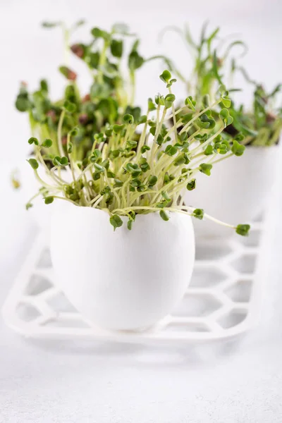 Daikon Radish Rutabaga Coriander Sprouts Egg Shells White Background Easter — Stockfoto