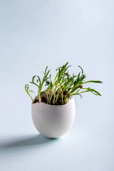 Coriander Sprouts Egg Shells Blue Background Easter Decoration Gardening Concept — Stok Foto