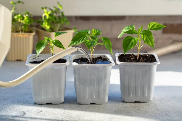 Jeunes Plants Poivre Poussant Dans Des Pots Plastique Blanc Paprika — Photo