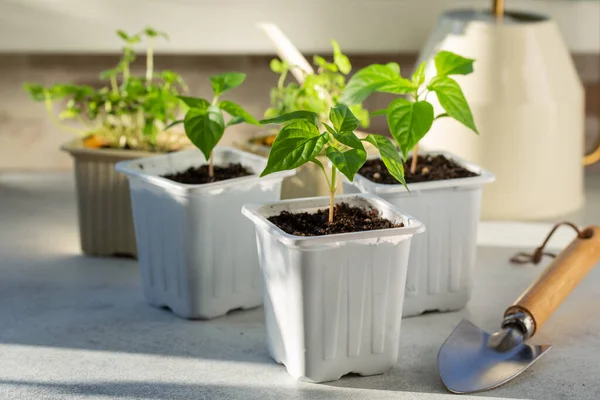 Jeunes Plants Poivre Poussant Dans Des Pots Plastique Blanc Paprika — Photo