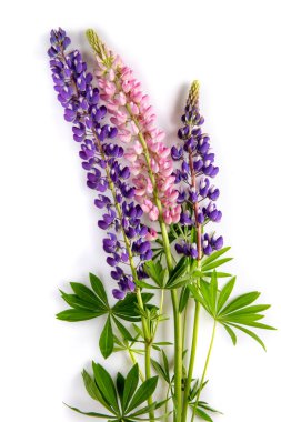 Three beautiful lupine flowers isolated on white background. Closeup of purple and pink lupines.