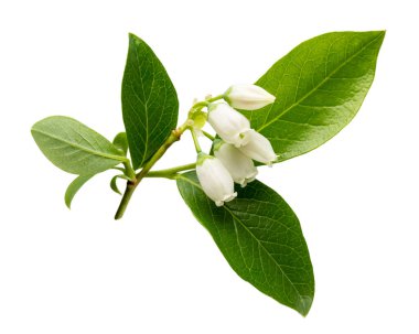 Close-up of white blueberry flowers isolated on white background. 