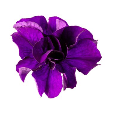 Close-up of violet petunia flower isolated on white background. 