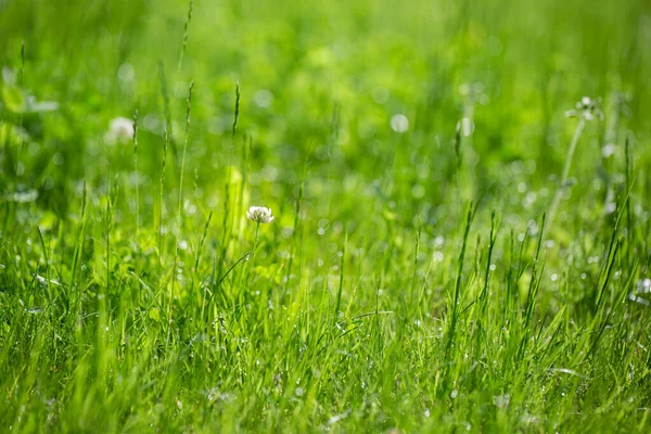 Green Grass Background White Clover Flower Meadow Natural Backgrounds Bokeh — Stockfoto