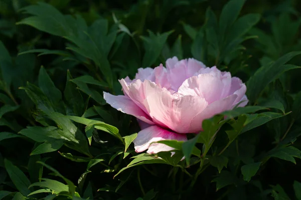 Beautiful Pink Peony Flower Garden Close Floral Background — Fotografia de Stock