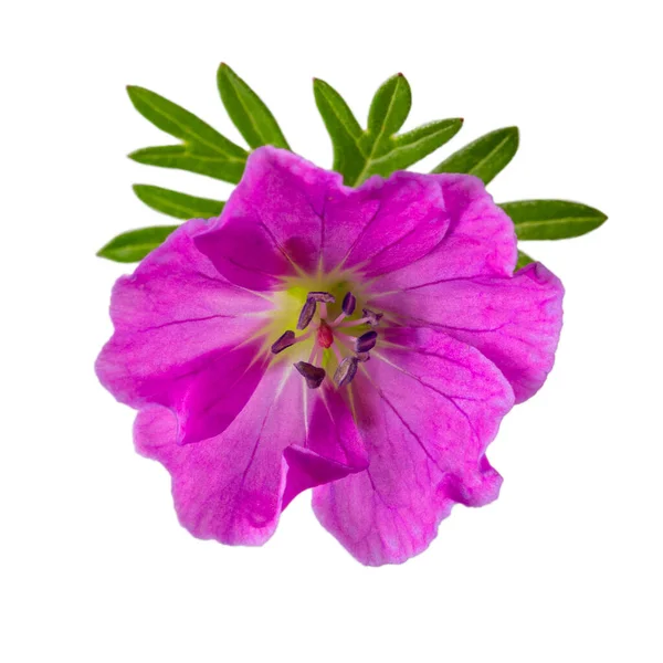 Close Pink Geranium Flower Isolated White Background — Fotografia de Stock