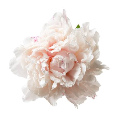Close-up of light pink peony flower head isolated on white. Top view.