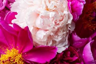 Close-up of pink peony flower bunch. Floral background.