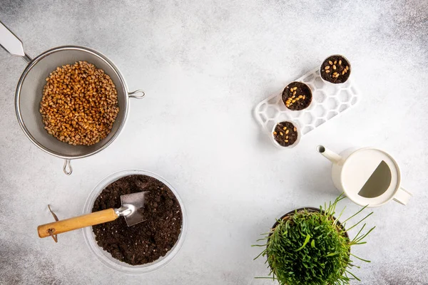 Sprouting Microgreens Tarwezaden Planten Tarwegras Zaden Zwarte Grond Bovenaanzicht Groene — Stockfoto