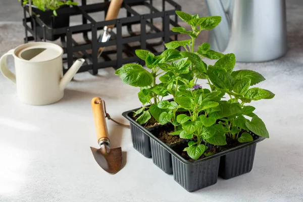 Ageratum Fleur Fil Dentaire Semis Printemps Plastique Noir Sur Fond — Photo