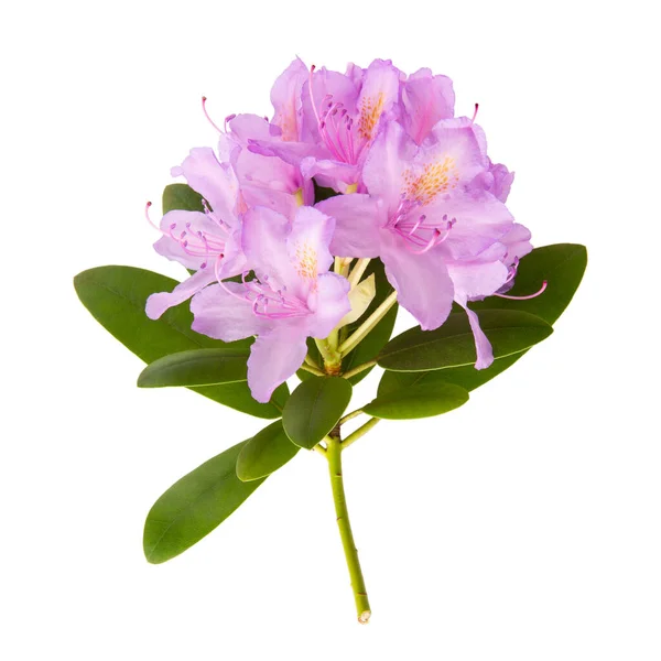 Blooming Pink Rhododendron Flower Green Leaves Isolated White Close — Fotografia de Stock