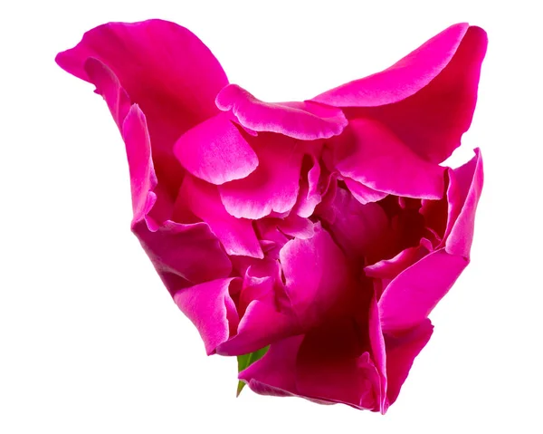 Beautiful Bird Shaped Peony Flower Close Bright Pink Peony Head — Fotografia de Stock