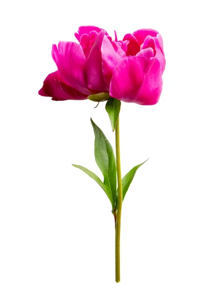 Close Bright Pink Peony Flower Isolated White — Foto Stock