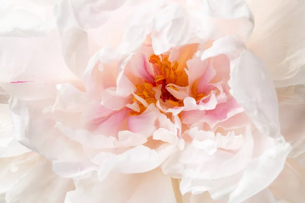 Close Pink Peony Flower Head Floral Background — Stok fotoğraf