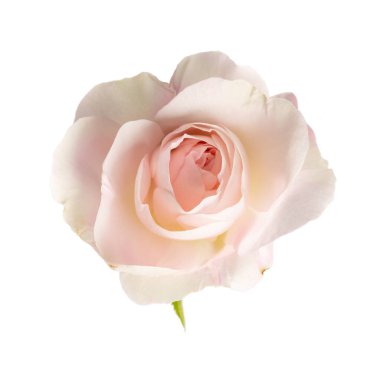 Pembe gül beyaza izole edilmiş. Çiçek açan başlığa yakın çekim. 