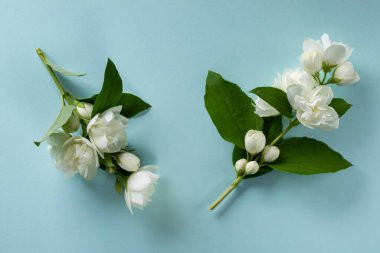 Mavi arka planda beyaz yasemin çiçekleri. Bahar çiçeği arka planı. Düz yatış, üst görünüm.