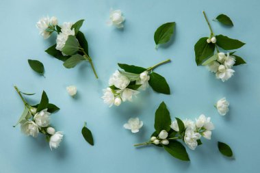 Mavi arka planda beyaz yasemin çiçekleri. Bahar çiçeği arka planı. Düz yatış, üst görünüm.