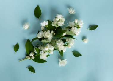 Mavi arka planda beyaz yasemin çiçekleri. Bahar çiçeği arka planı. Düz yatış, üst görünüm.