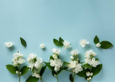 Mavi arka planda beyaz yasemin çiçekleri. Bahar çiçeği arka planı. Düz konum, üst görünüm, kopyalama alanı.