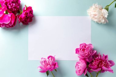 Mavi arka planda güzel pembe şakayık çiçekleri. Üst görünüm, düz görünüm, kopyalama alanı