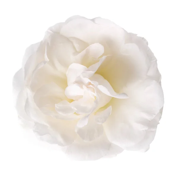 Λευκό Τριαντάφυλλο Απομονωμένο Στο Λευκό Κοντινό Πλάνο Του Ανθισμένου Κεφαλιού — Φωτογραφία Αρχείου