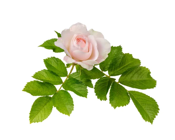 Rosa Rosa Con Foglie Isolate Bianco Primo Piano Della Testa — Foto Stock